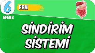 Sindirim Sistemi 📗 6FEN3 2025 [upl. by Chelsy]