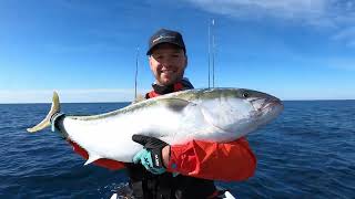 20kg Yellow tail kingfish caught in New Zealand SeaDoo FishPro Life [upl. by Yeldar678]