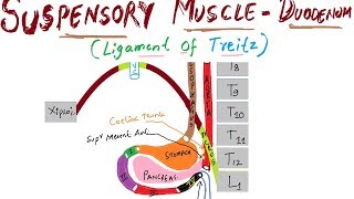 SUSPENSORY MUSCLE OF DUDENUM OR LIGAMENT OF TREITZ [upl. by Luanni]