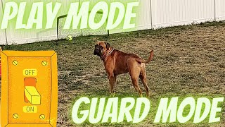 Bullmastiff Goes From Playing To GUARD MODE When He Hears Something [upl. by Michaele]