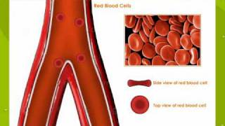 Types Of Blood Cells [upl. by Lifton]