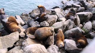 Puerto de San Antonio y sus Lobos Marinos Chile 2014 1080p [upl. by Iolenta]