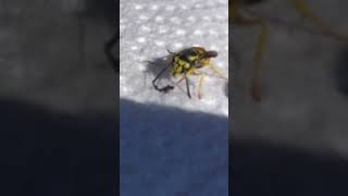 Bee pukes natural ice [upl. by Eggett]