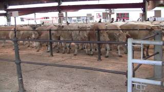 Concours de bovins de Boucherie à St Christophe [upl. by Ecinna]