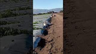 Chualar Ca viralvideoshorts2024 comedia viralvideosfb viralvideotiktok agriculture [upl. by Ravert]