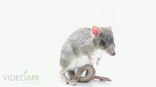 An eastern bettong Bettongia gaimardi cuniculus at Moonlit Sanctuary [upl. by Hada]