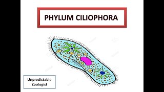 Phylum CiliophoraProtozoa [upl. by Idnahs]