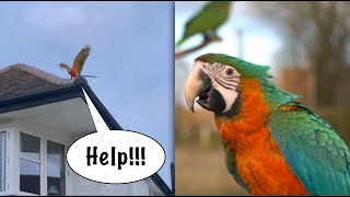 5 Pet Macaw Parrots In Free Flight  Primrose Hill  London [upl. by Akcirederf]