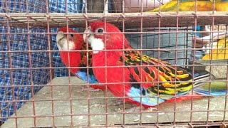 Exotic Birds Price Update October 2018 at Gallif Street Pet Market by EXPRESS GUIDE [upl. by Johathan385]