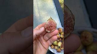 Teramo Fig fig figtree figboss gardeningtips fruittrees [upl. by Toms]