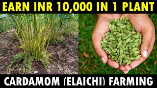 Cardamom Farming  Cardamom Cultivation  Elaichi Farming Guide [upl. by Violet583]