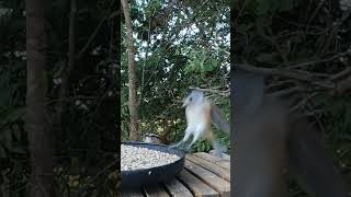 Close call for a Carolina Wren 🐦 backyardbirds [upl. by Tips]