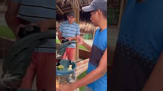 Cómo poner rojo a nuestros Gallos entrenamiento para Gallos galleros gallos pollocriaderoexoti [upl. by Sisson]