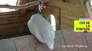 Quel Bruit fait la PINTADE  à la ferme pédagogique de Vendargues [upl. by Leciram]