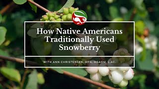 How Native Americans Traditionally Used Snowberry [upl. by Anahsohs]