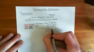 Tetracycline Antibiotics Part 1 [upl. by Nyliuqcaj903]