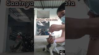 Obat Tetes Mata Untuk Kitten Jalanan Yg Sakit Mata kittencatcatscatvideoscatloverkucingjalanan [upl. by Kire]