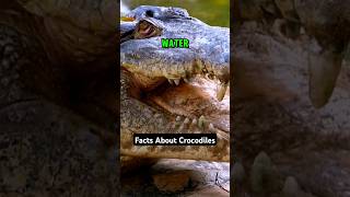 The Worlds Largest Reptile✅️ Crocodile Facts animalfacts [upl. by Ecal]