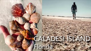 Finding SHELLS when there are no shell piles  Caladesi Island Florida [upl. by Ehtiaf]