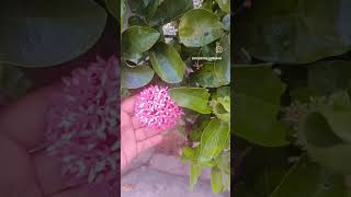 white flowers chettuki pink flower Elahow 🤔🤔🤔meeku teliste comment cheyandi friends [upl. by Lairea]