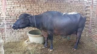 14 kg milk per day Buffalo  Black Buffalo  Pakistani Buffalo milk machine [upl. by Japheth]