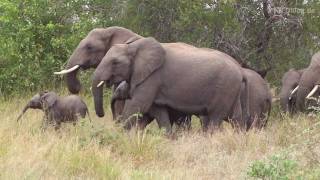 SÜDAFRIKA Elefanten mit Baby im Krüger Nationalpark [upl. by Arabel]