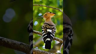 The Birds with Colorful Feather  Birds of a Feather birds animals wildlife birdsofafeather [upl. by Nirac595]