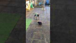 Rabbit Playfully Chases Dog  1478953 [upl. by Ahsrav829]