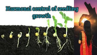 Harmonal control of seedling growth  Easy explanation  Bilingual Hindi and English [upl. by Arymat]