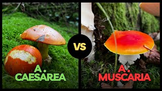 AMANITA CAESAREA vs MUSCARIA  Come distinguerli  CONOSCERE I FUNGHI [upl. by Melisandra]