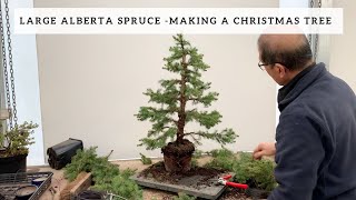 Making a Large Christmas Tree Bonsai [upl. by Cosette]