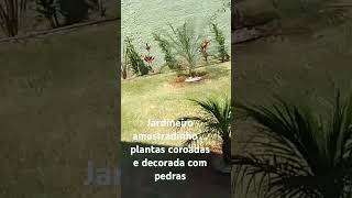 Jardineiro amostradinho Plantas coroadas e decoradas com pedra [upl. by Hazard]