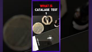 The Catalse Test  Explain [upl. by Stouffer459]