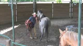 Saddling A Horse For The First Time with Daryl Gibb  Part 2 [upl. by Evander]