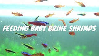 Brine Shrimp Feeding Frenzy Feeding Baby Brine Shrimps to My Tetras [upl. by Kayle]