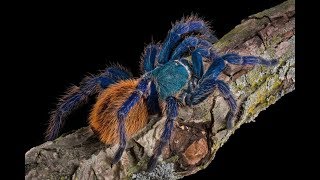 Green Bottle Blue Tarantula Chromatopelma Cyaneopubescens Feeding [upl. by Retsevlis]