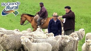 Prolificidade em ovinos mais produção de cordeiros 3  Rio Grande Rural [upl. by Hornstein647]