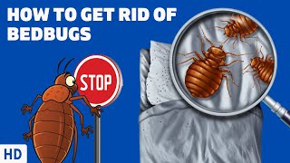 Sleep Tight and Dont Let the Bedbugs Bite How to Get Rid of Them NOW [upl. by Hardigg716]