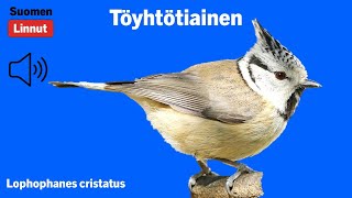 Töyhtötiainen  Lophophanes cristatus  Crested Tit  tofsmes  LOPCRI [upl. by Goodrow]