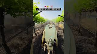 grape agriculture viralvideo farming [upl. by Kendall]