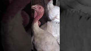 Anakwenze Foundation Highlights Turkey Rearing Initiative to Enhance Meat Supply and Job Creation [upl. by Ahsemaj261]