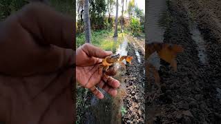 வயல் நண்டு  Field Crab crab special insects nature life gopro water village [upl. by Tsyhtema]