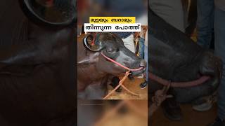 10 ബെൻസ്സിൻ്റെ വിലയുള്ള പോത്ത് anmol buffalo malayalam shorts [upl. by Keung]