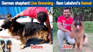 German shepherd Dog Grooming  Ram Lakshmis Kennel at Hosur  Dreamer Paul Vlog  Tamil [upl. by Klara]