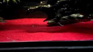 Polypterus Bichir Loves Red Sand [upl. by Ettenirt964]