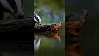 badger badgers wildlife uk cutewildlife animals cute animalpictures cuteanimals facts [upl. by Ahcorb]