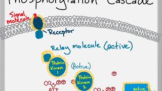 Bio Brief Protein Kinases and Phosphorylation Cascades [upl. by Tteragram]