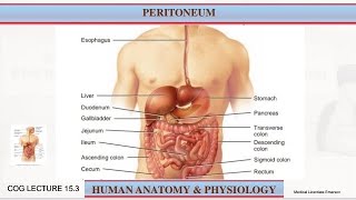 Peritoneum Anatomy and physiology  Lecture 24 [upl. by Nolyar749]