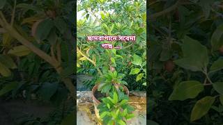 ছাদে সবেদা গাছ  সফেদা গাছ  sabeda  chiku nature gardening garden love shorts [upl. by Boleyn]