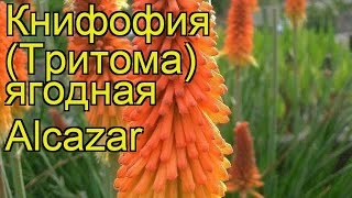 Книфофия ягодная Альказар Краткий обзор описание характеристик kniphofia uvaria Alcazar [upl. by Barbe]